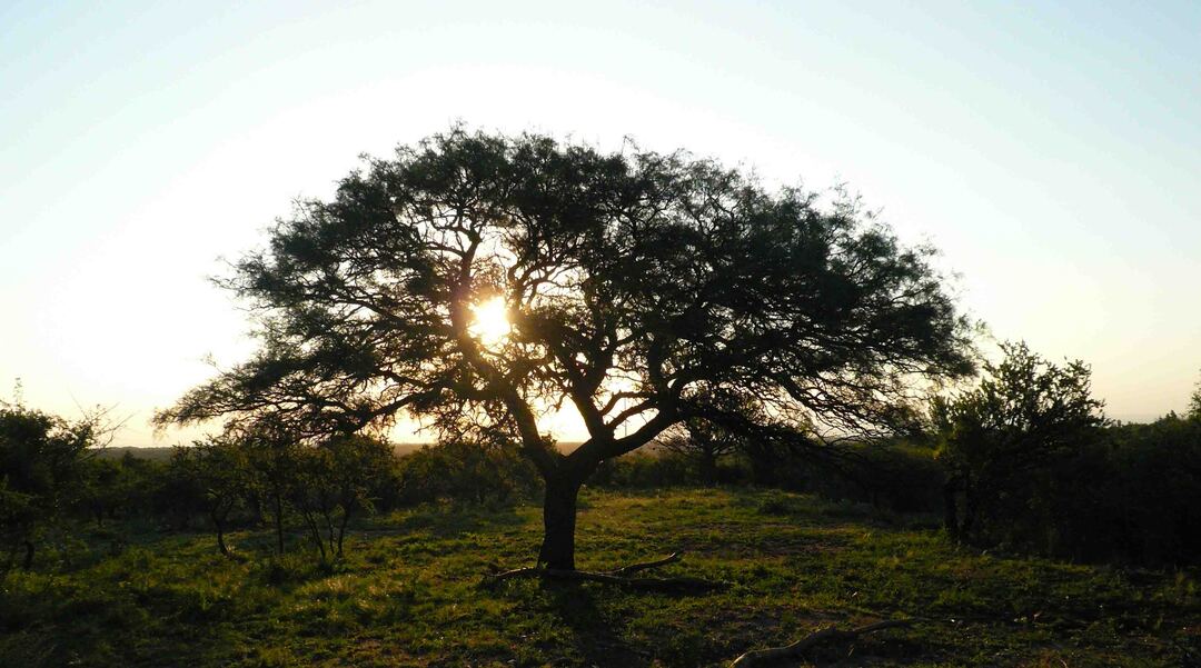 El sol entre los árboles del paisaje natural de Mirasierra